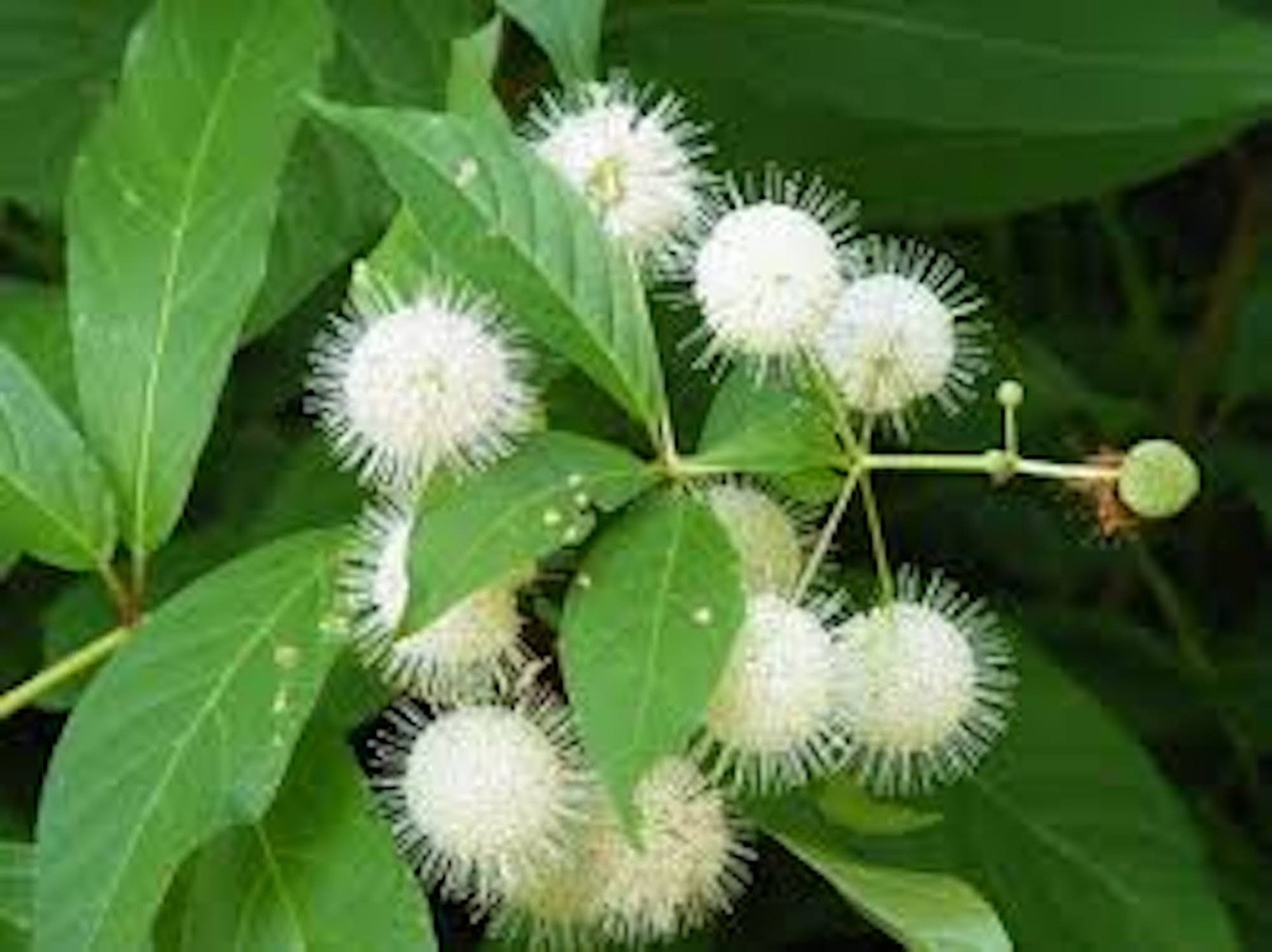 1 Buttonbush Plant 12-24″ Tall Bare Root Shrub Cephalanthus occidentalis
