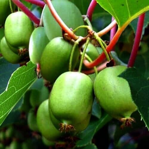 Kiwi Berry (Actinidia Arguta Issai) Seeds | Cold Hardy | Kiwiberry Sz: 10-100