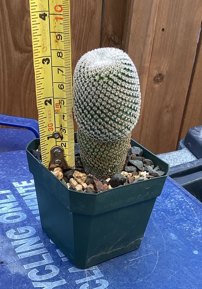 Beautiful-Mammillaria Crucigera RARE!!! Cactus (Own Roots) -Sold Potted As Shown