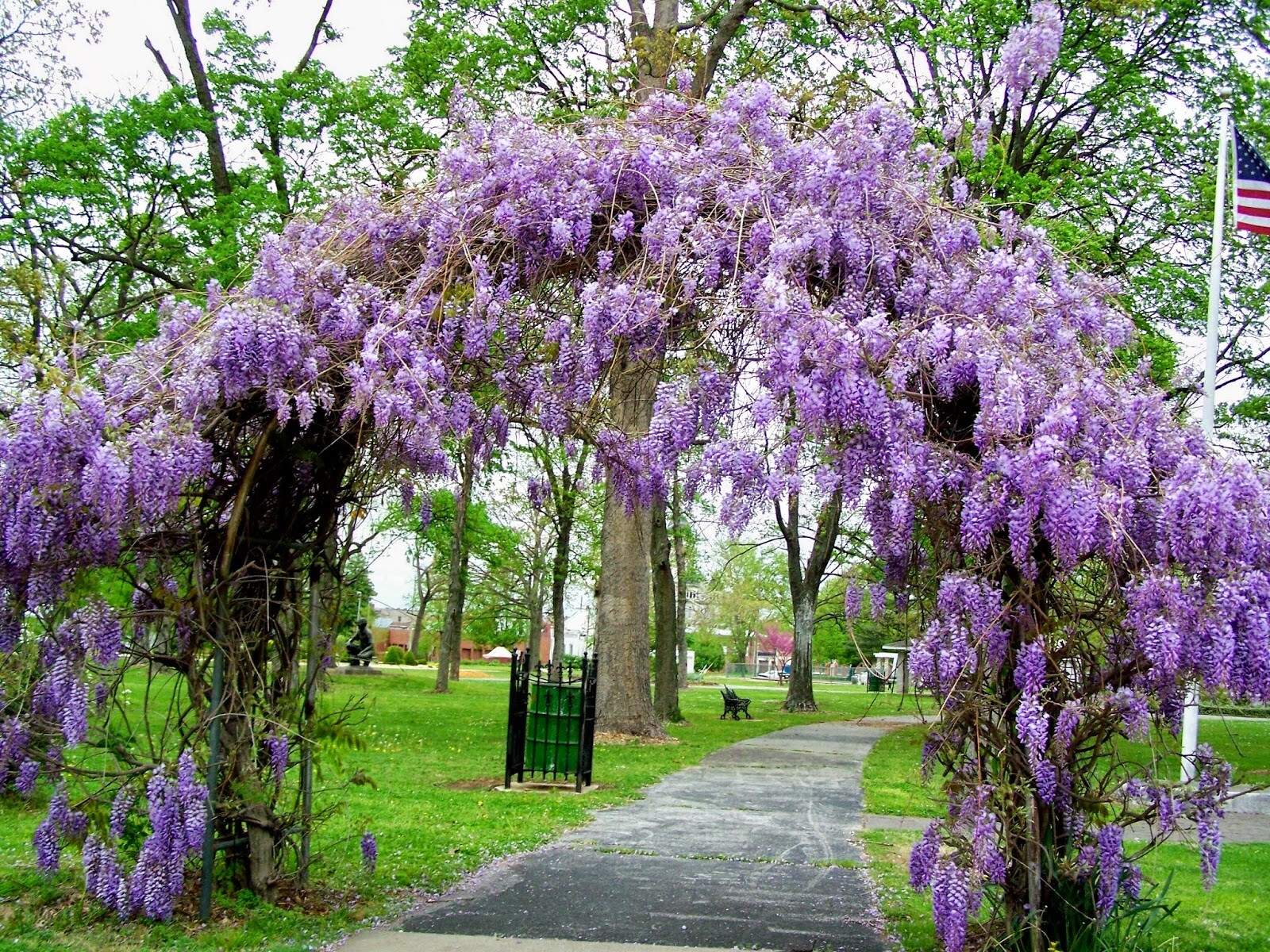 Amethyst Falls Wisteria Vine – Starter Plant ( 5L ) ( 1 live plant )
