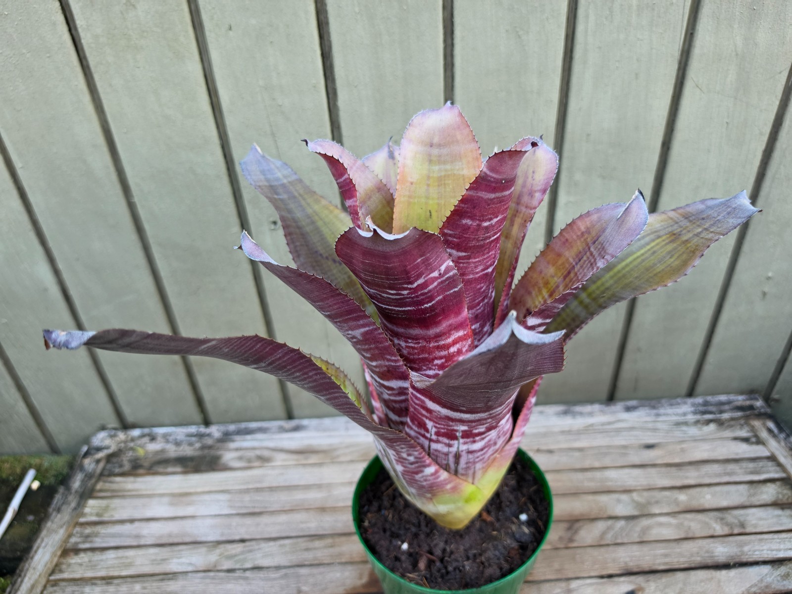 Aechmea ‘Frappuccino’ rare bromeliad 6”pot