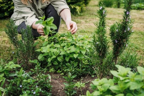 300 LEMON BALM SEEDS | 2026 SALE FREE SHIPPING NON GMO HEIRLOOM