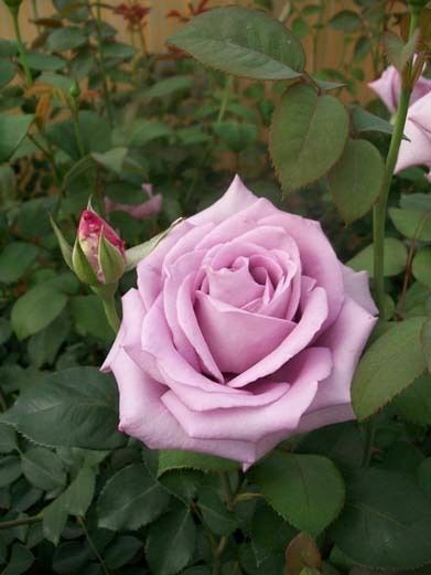 Blue Girl Rose Mauve Lavender 2 Gal Live Bush Plants Hybrid Tea Plant Fine Roses