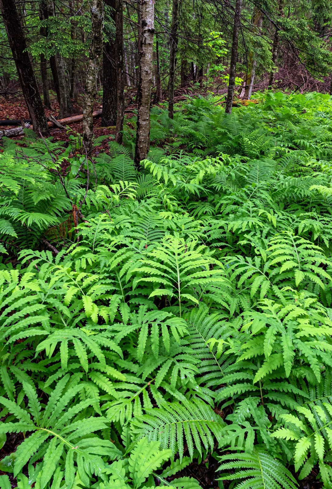1000 + SENSITIVE FERN Onoclea Sensibilis aka Bead Sympathy Spores Seeds