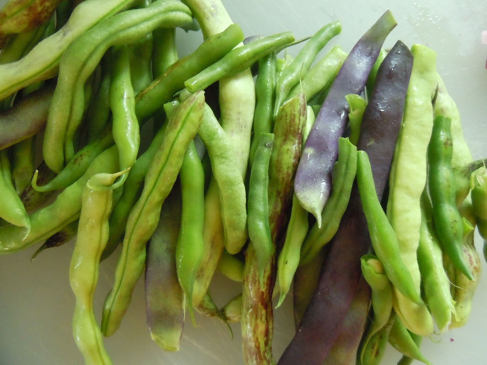 Beans, Blue Lake 274 Bush Stringless, 1 Pound Non-Gmo, Heirloom, Amish Seeds.