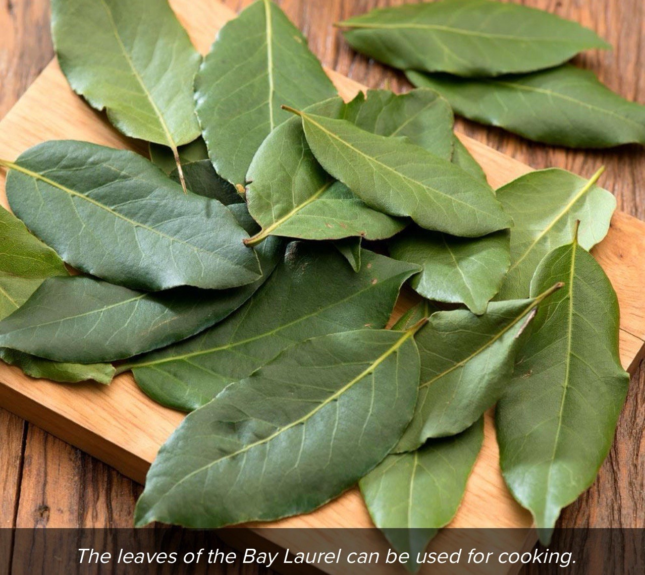 Laurus nobilis | Bay Laurel | Sweet-Bay I Bayleaf| 5_Seeds