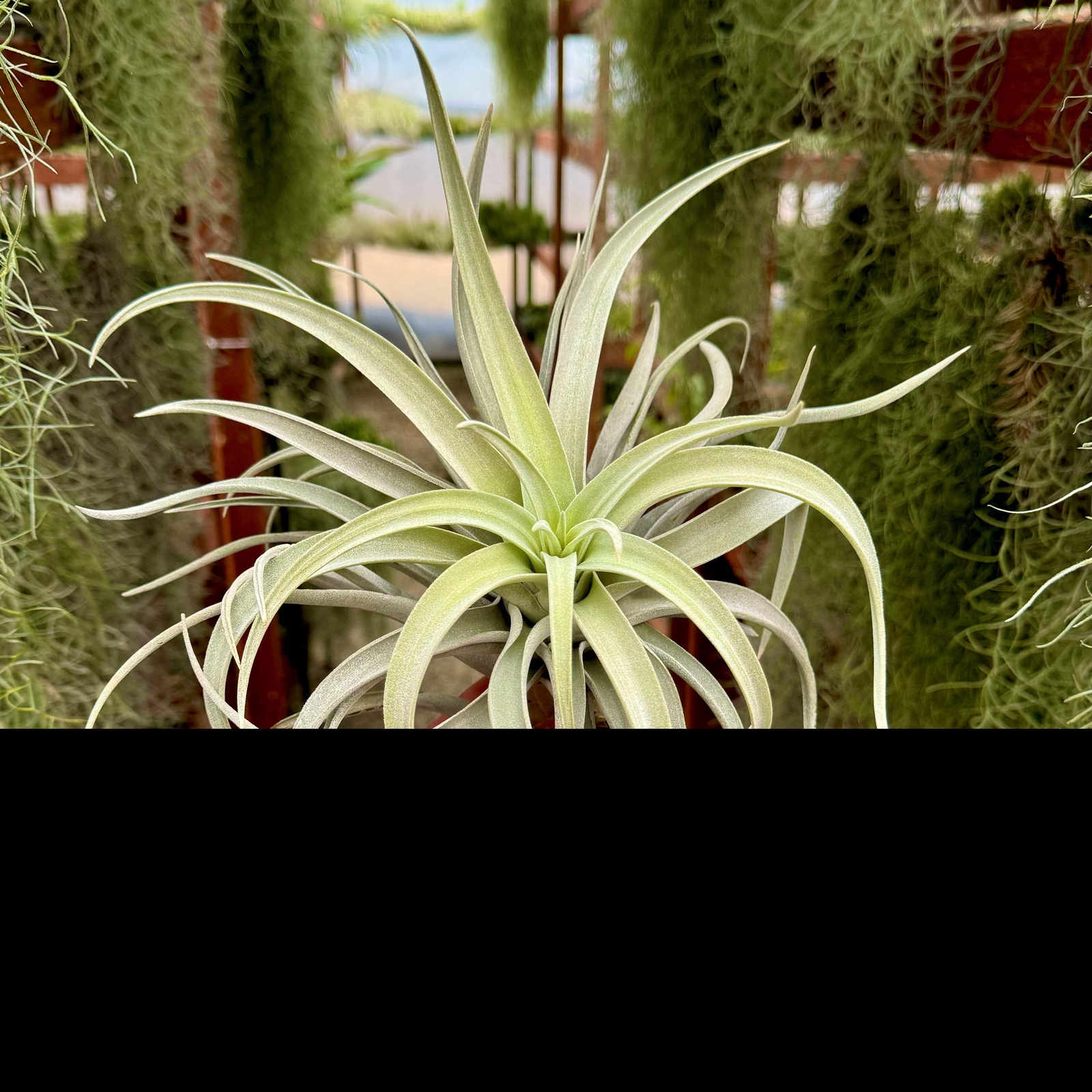 Harrisii Air Plant (Easy Care, Beginner Friendly Plant)