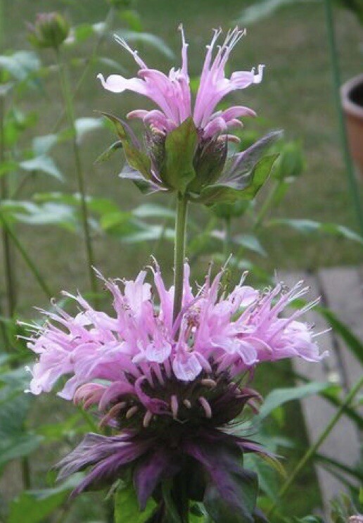 300 Wild Bergamot -Bee Balm -Monarda fistulosas -Medicinal Herb Seeds