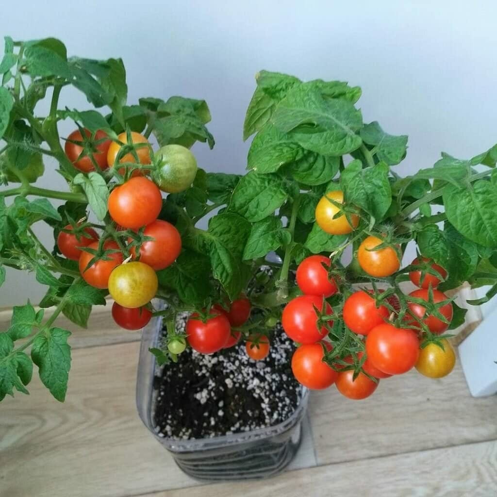 – 40+ Seeds Indoor Dwarf Tomato Year-Round – Vegetable Red