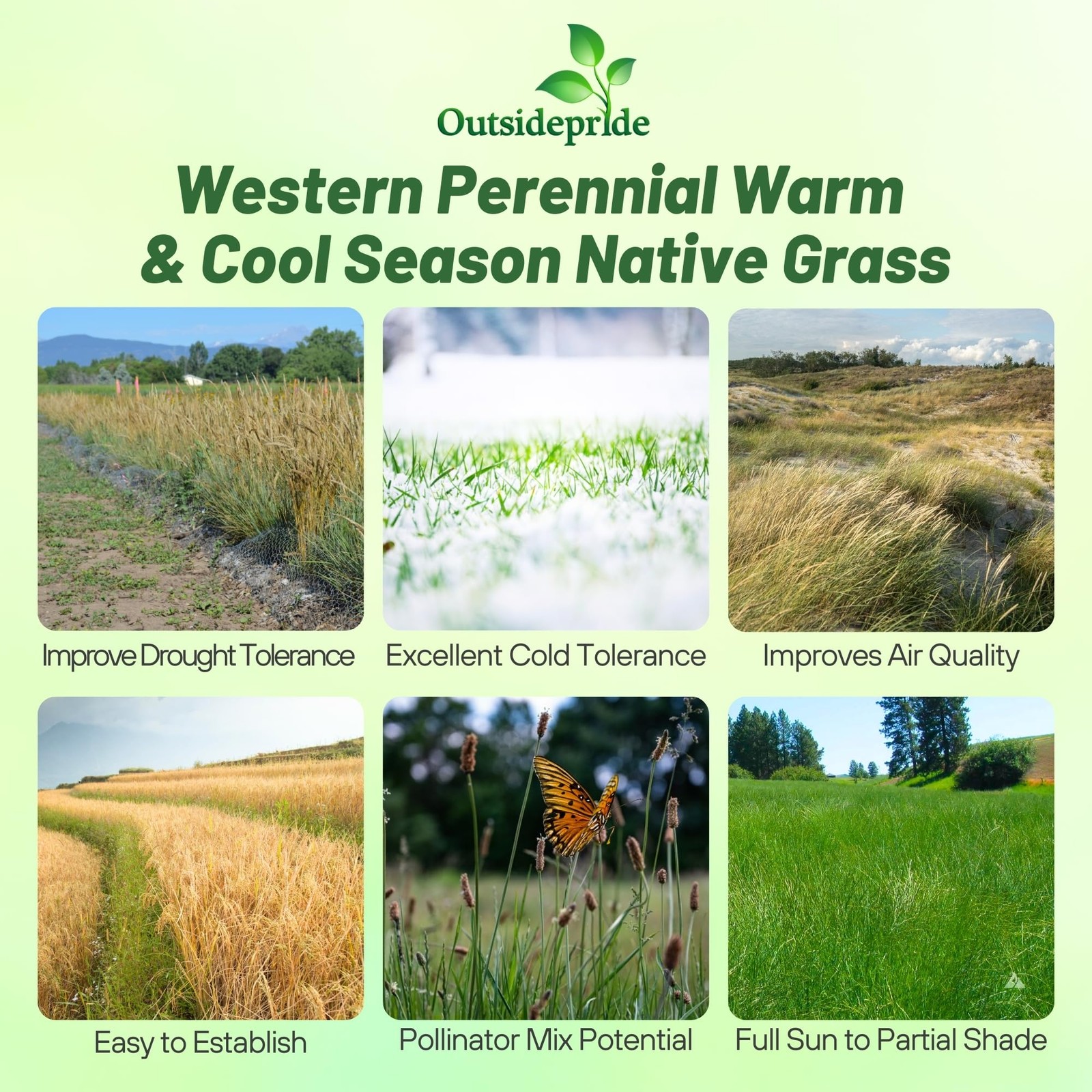 Western Native Grass Seed Mix – 1 lb. Perennial Blend of Warm & Cool Season, …