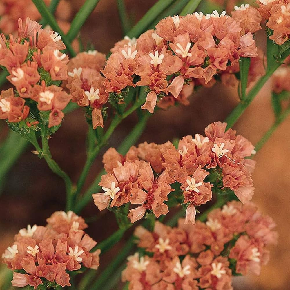 1000+ Mix Statice Pastel Seeds for Planting Outdoors-Annual Limonium Sinuatum Be