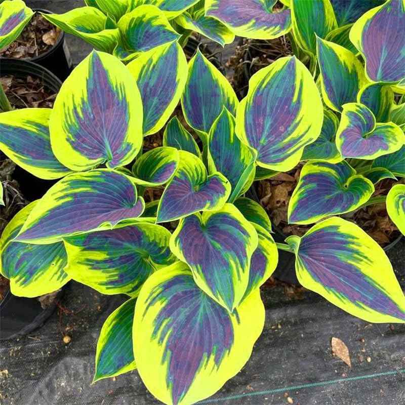 315+ Perennial Mix Color Hosta Seeds for Planting in Outdoor Garden
