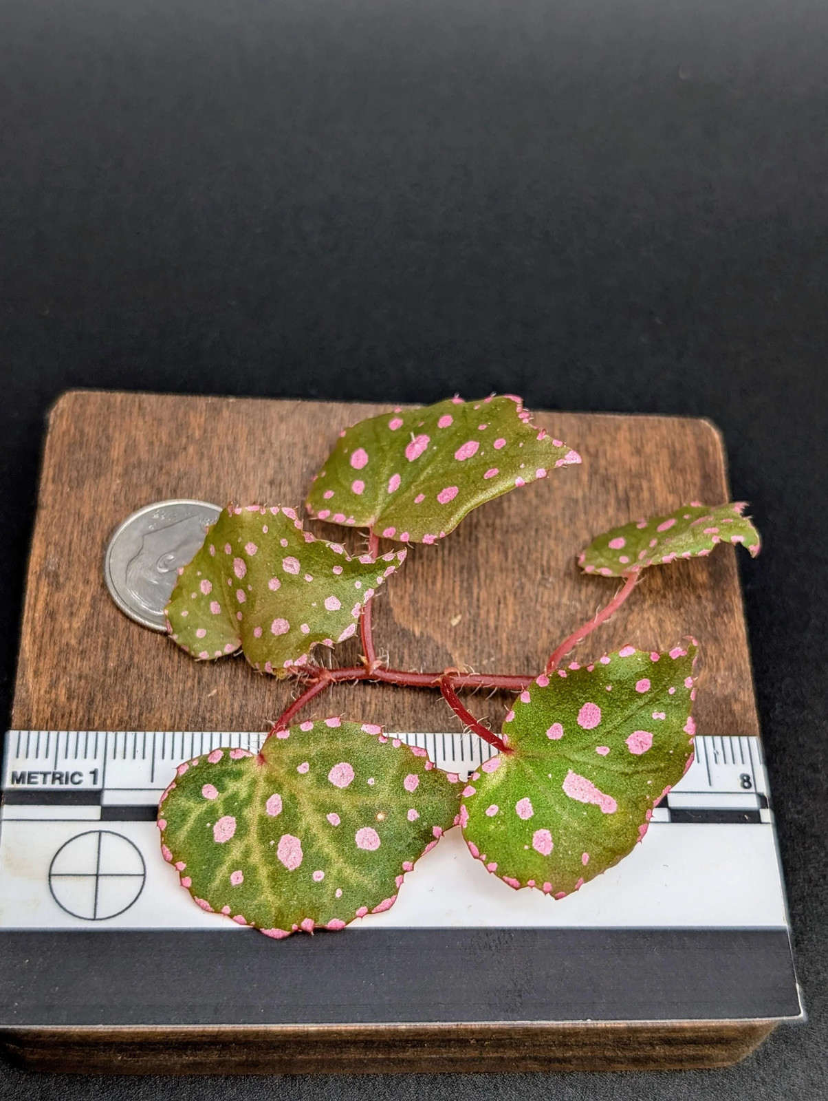 Begonia U696 sp. muara wahau [cutting]