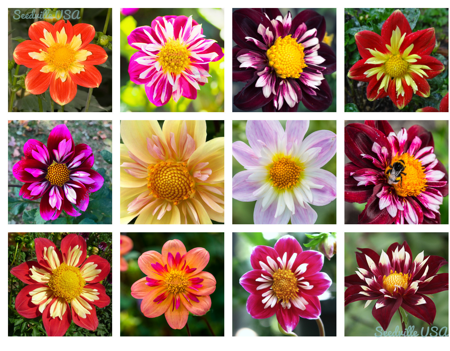 50 MIXED COLLARETTE DAHLIA Variabilis Two Tone Red Pink Yellow Flower Seeds