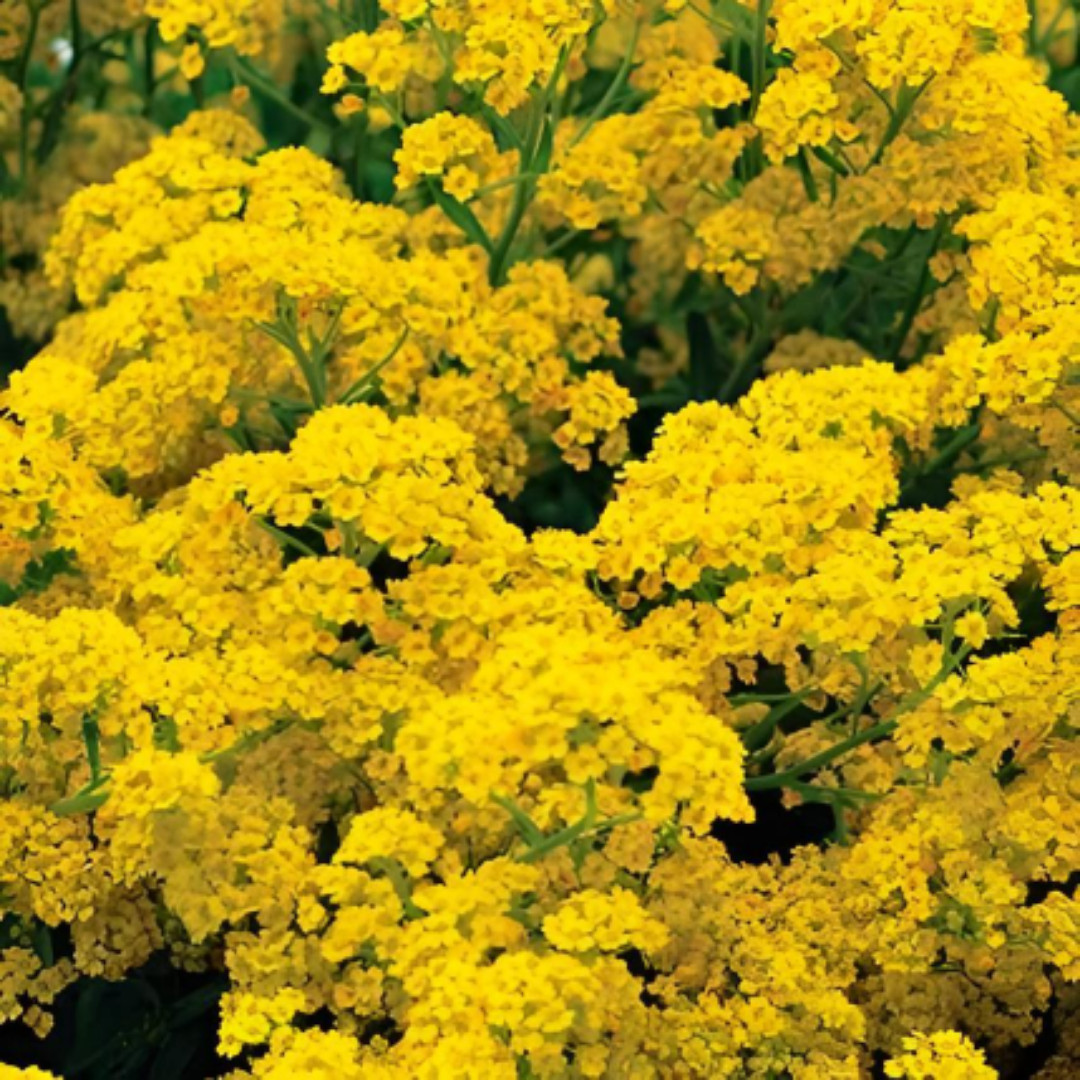 Basket Of Gold yellow Alyssum. 500 Seeds