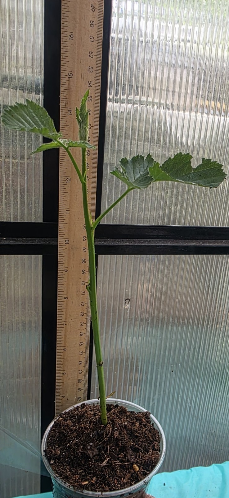 Thornless Blackberry Seedling Plants(Plant Only) Fully Rooted