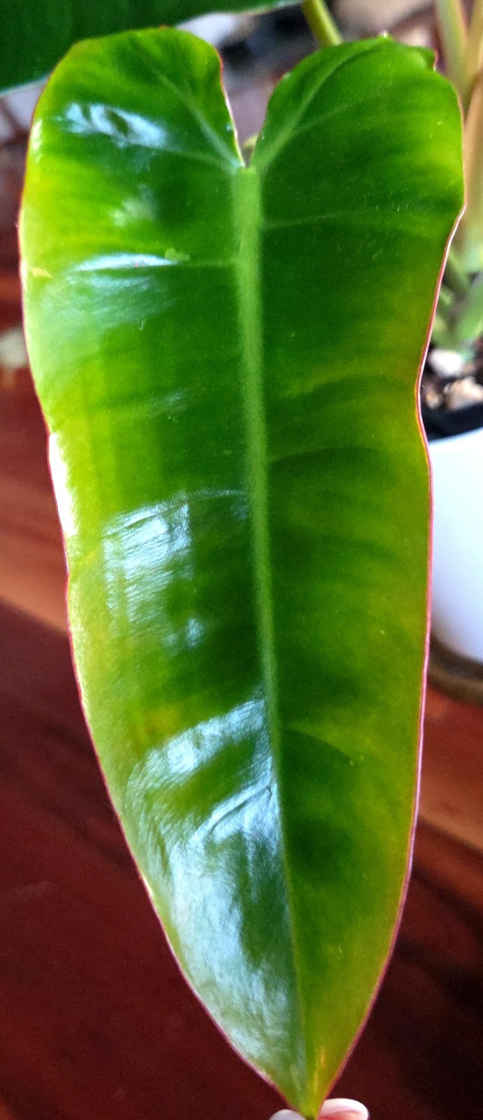 RARE Philodendron Billietae X Sagittafolium Pink Flushed 21″ Wide Not Monstera