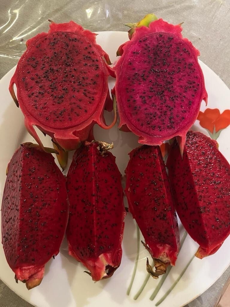 23 Dragon Fruit cuttings 8-12 inches long check The Description ￼ ￼