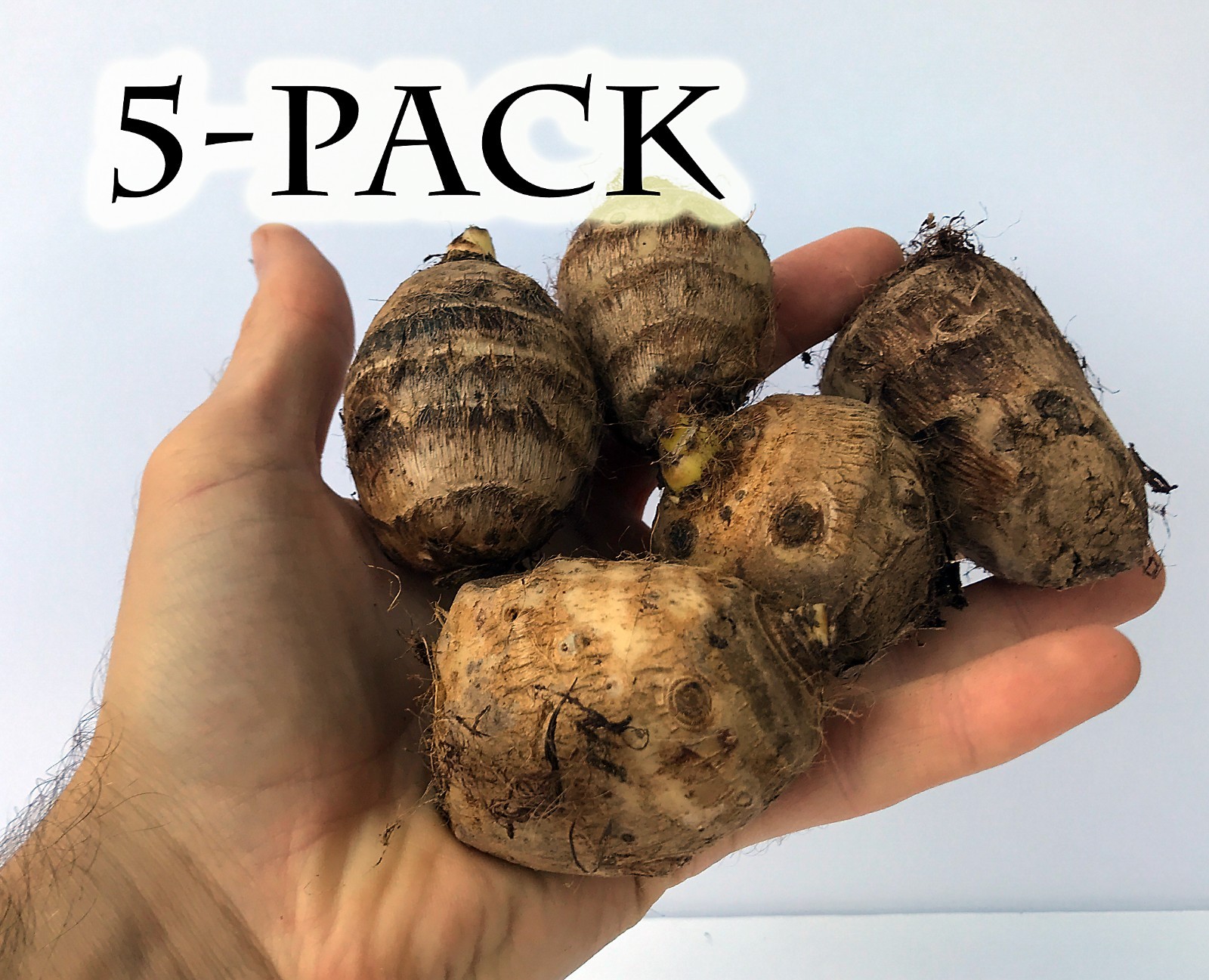 5-Pack * Elephant Ear Bulbs * Grow a Tropical Garden! – FREE SHIPPING –