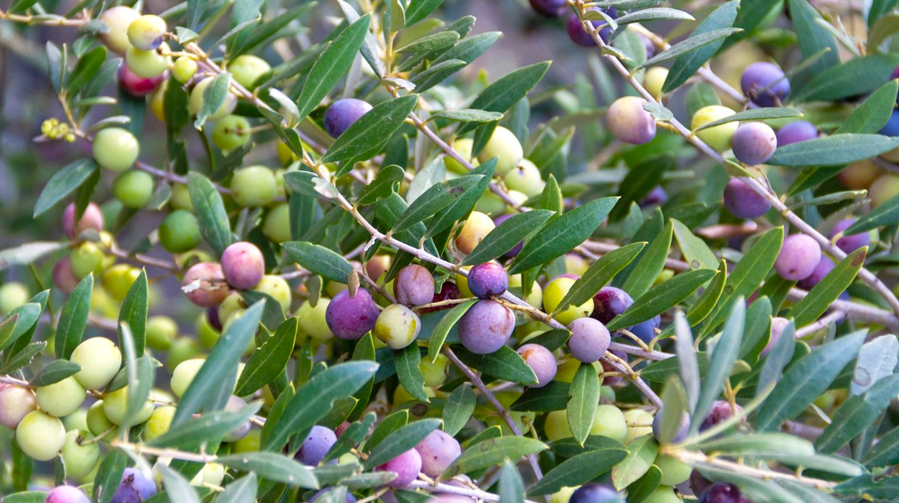 Live Arbequina Olive Plant – 4–6″ Tall – Dwarf Fruit Olive Tree – Ships No Pot