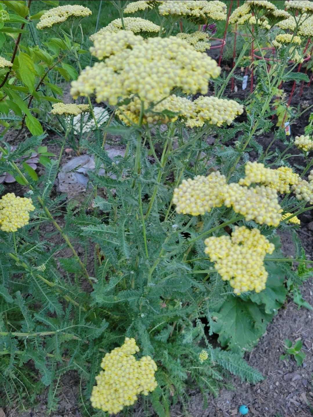 Live Moonshine Achillea Plant Yarrow Perennial Live Plant Medicinal Easy To Grow