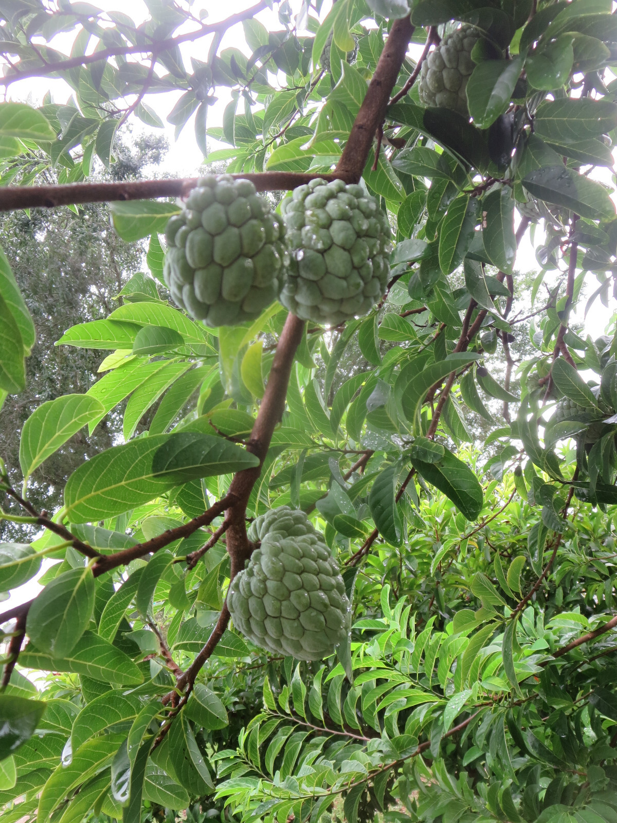 Organic Sugar Apple Annona Squamosa Sweetsop 10 Seeds Florida Grown 2024 Season