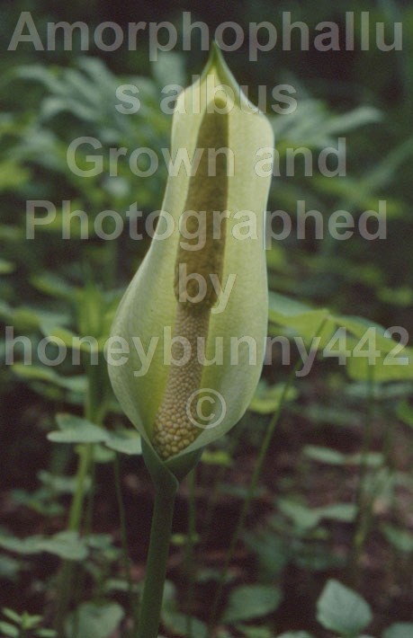 Amorphophallus albus #1 Voodoo Lily