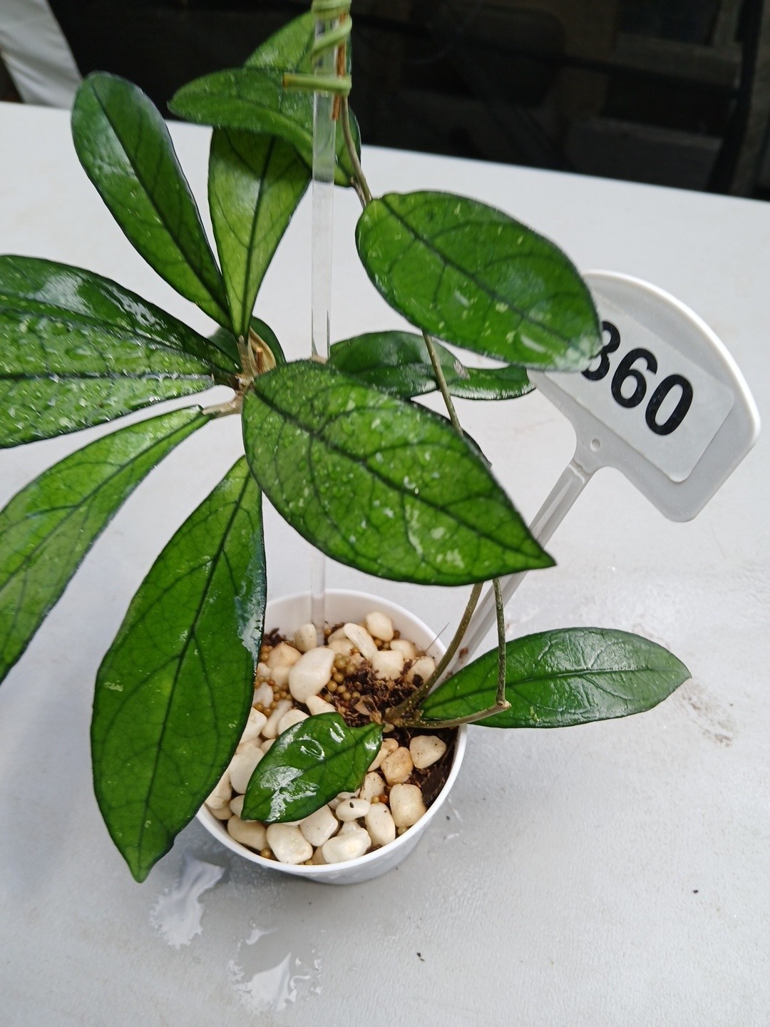 #360- Hoya CRASSIPETIOLATA Green LIVE PLANT,