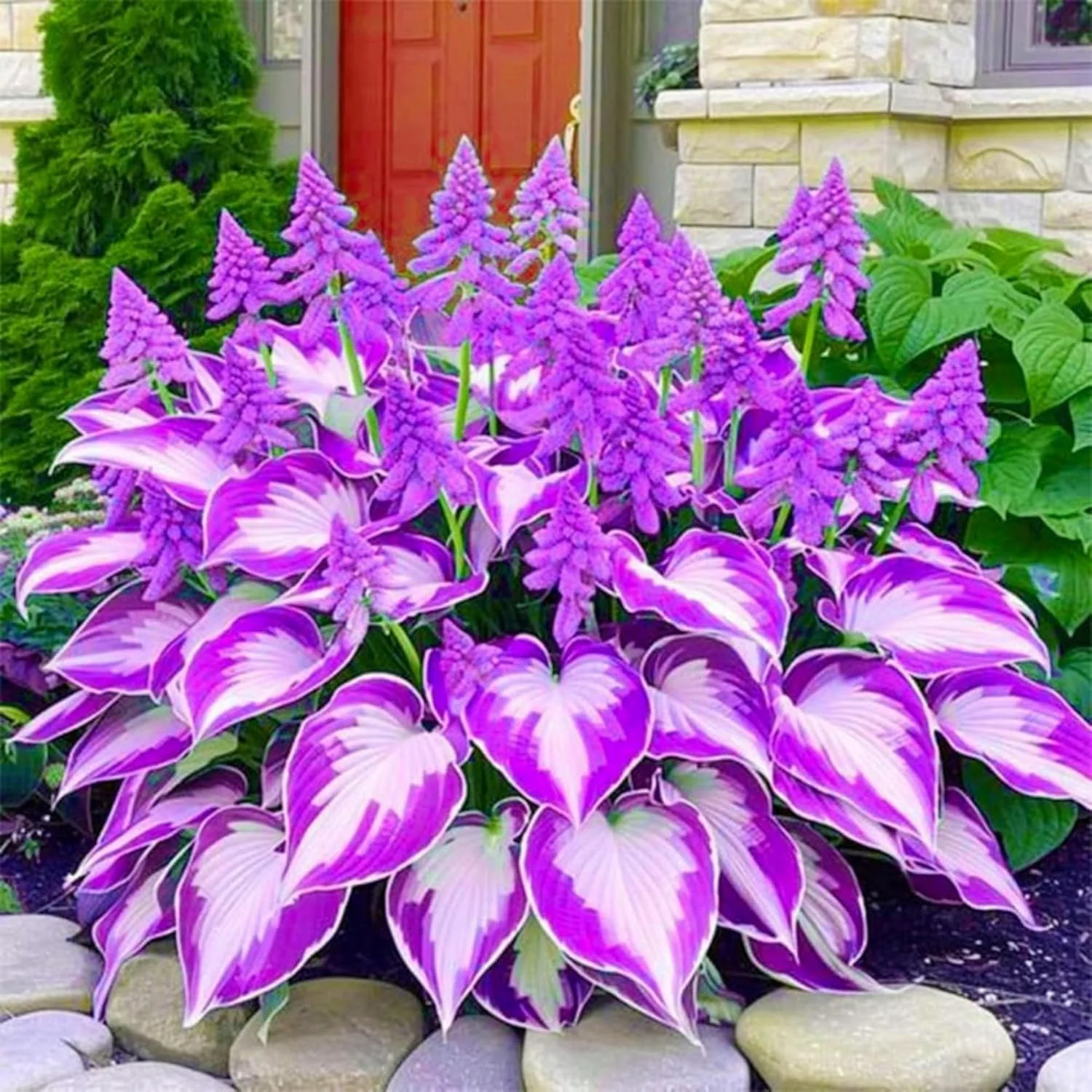 200+ Hosta Seeds Perennial Hosta Seeds for Planting Outdoor Garden Attract Polli