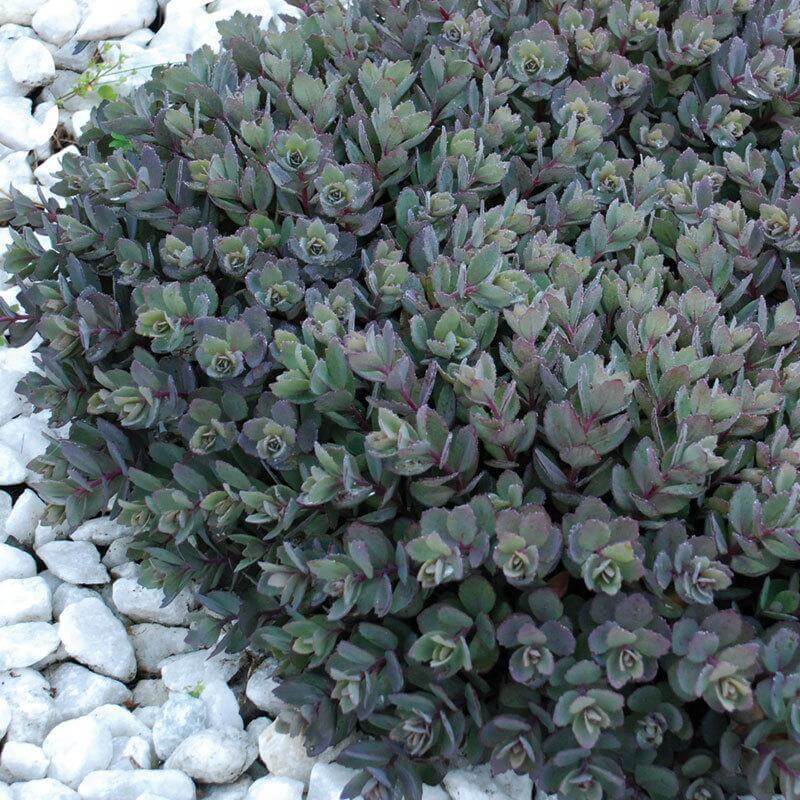 SEDUM SUNSPARKLER ‘DAZZLEBERRY’ STONECROP PLANT SUCCULENT GARDEN SUMMER BLOOMS!!