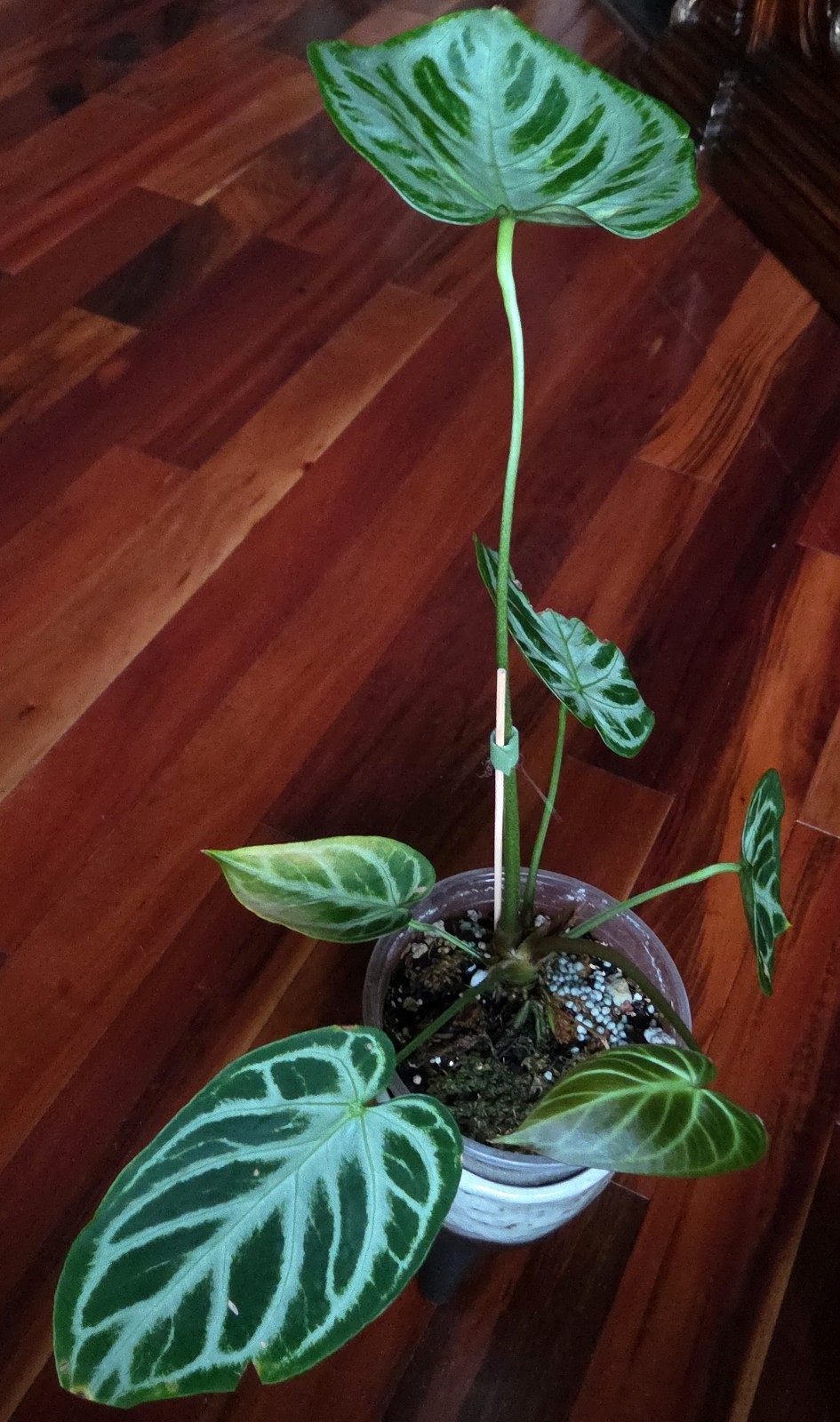 Rare XL Anthurium Dorayaki X Silver Blush 21″ Tall Not Philodendron Monstera