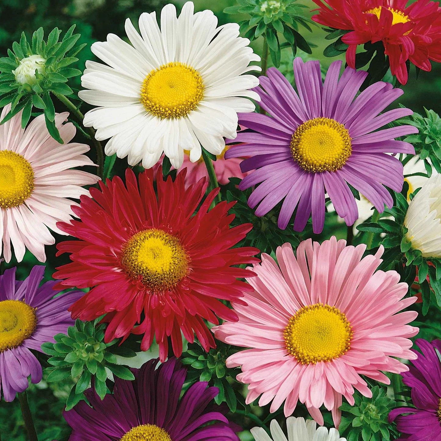 1000+ China Aster Seeds —————————— Rainbow Mix — Colorful