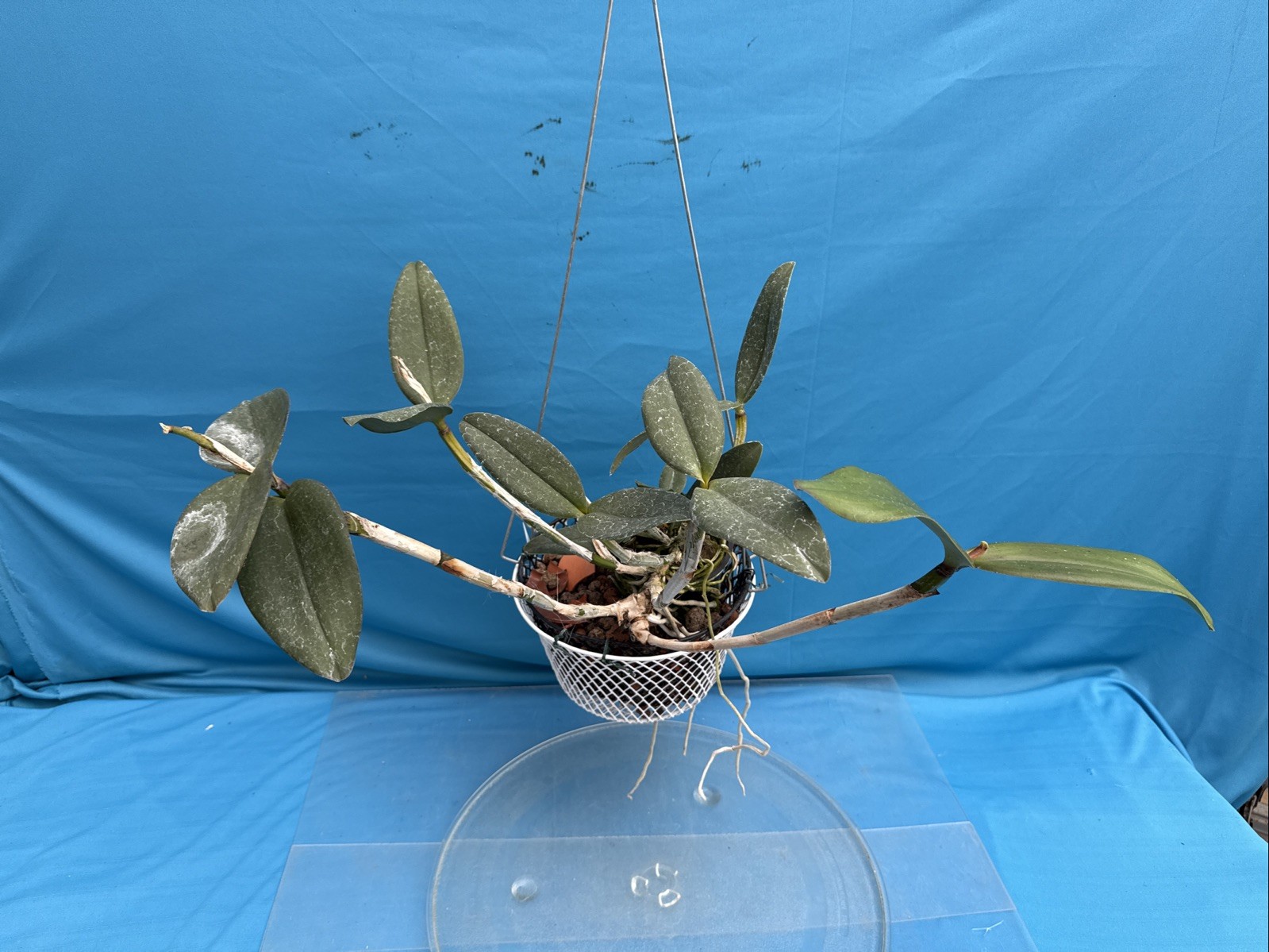 Cattleya Mareeba Tiger ‘Kylo Ren’ AM X ‘Darth Sidius’ AM Orchid Eros 9” Basket