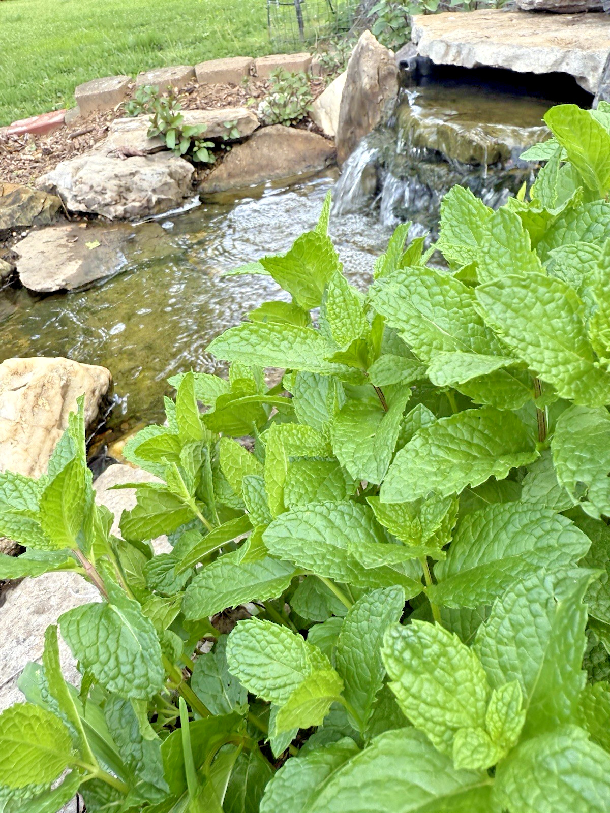 6+ Live Spearmint MINT Healthy Plants Fresh Culinary Herb Rooted Starter Plugs