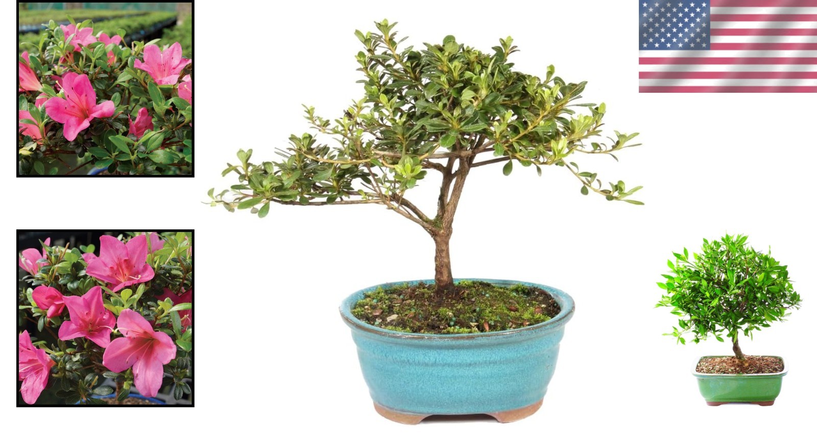 USA Grown Satsuki Azalea Bonsai – Ceramic Pot Included