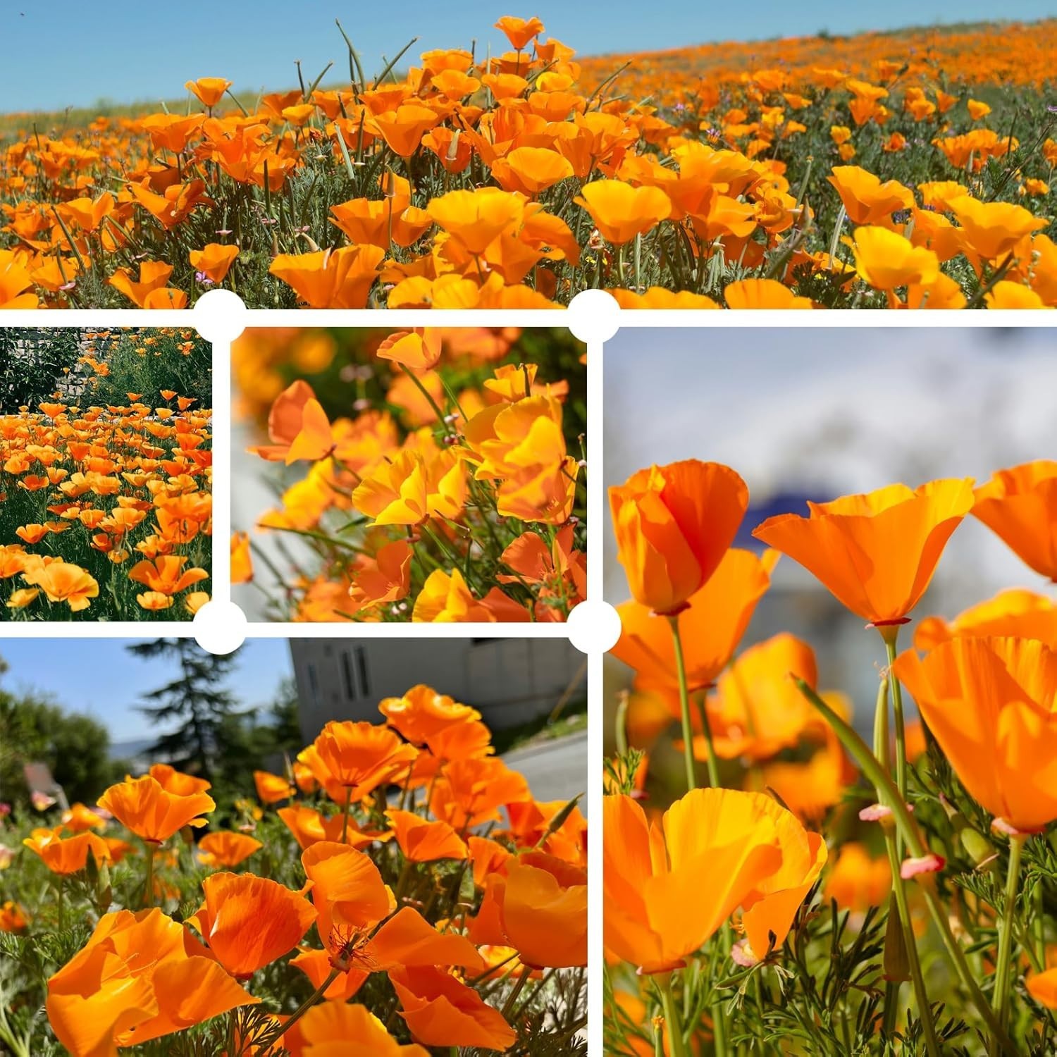 California Poppy Seeds for Planting, Orange Poppy Flower Seeds, Bulk 10,000+ See
