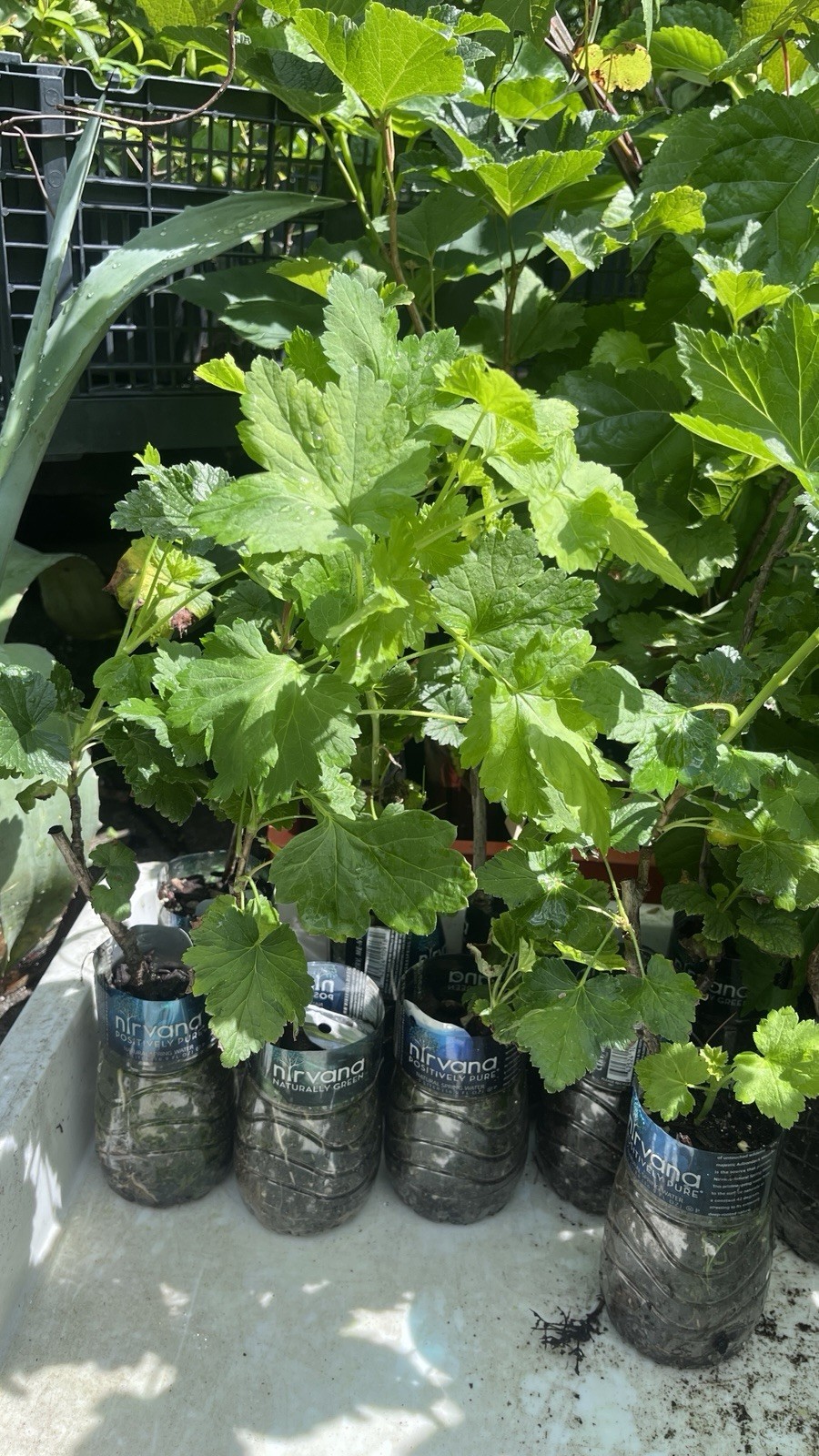2-3 ft tall Jostaberry 2 year old by division plant, hybrid