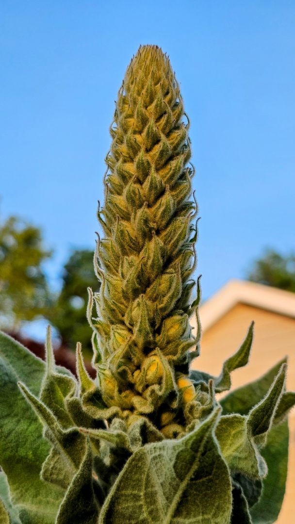Great Mullein (Verbascum Thapsus) 1000 seeds/1 gram ORGANIC/2025