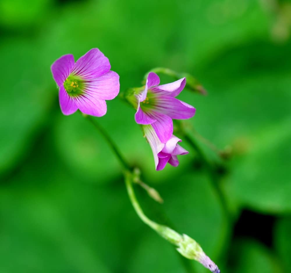 Green Shamrock Bulbs 15 Luck Oxalis Bulbs to Plant, Easy to Grow Indoors Outs…
