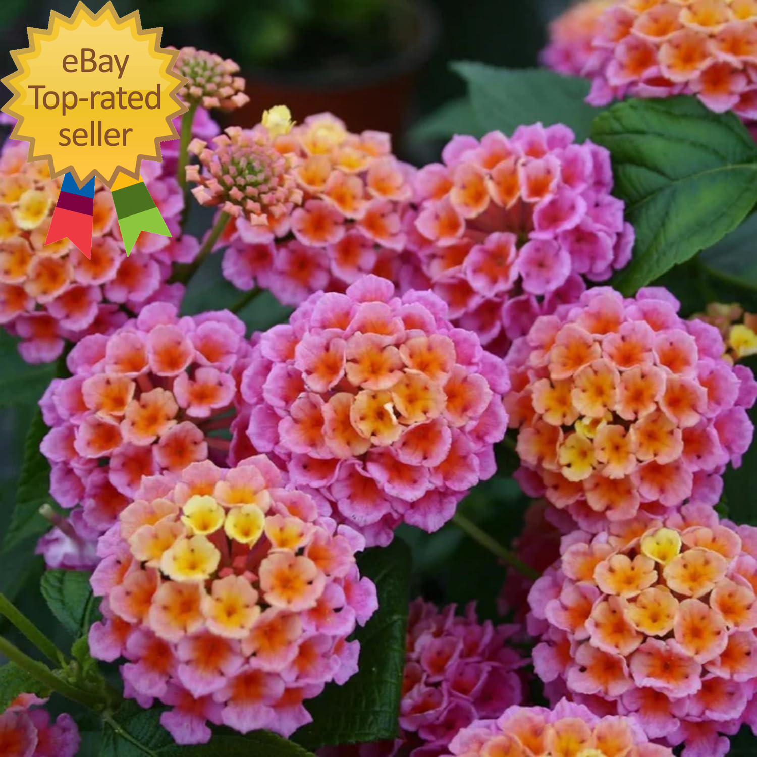 Lantana Flower Seeds for Planting – 300+ Mixed Color Flower Seeds to Plant Great