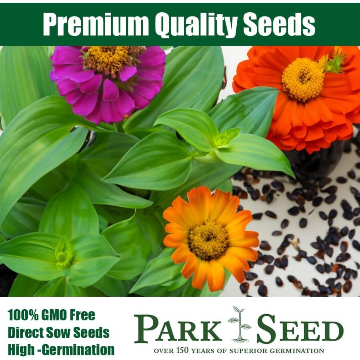 150 Mixed Zinnia Seeds Dwarf Annual Flower Garden Balcony High Germination Rate