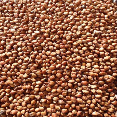 Egyptian Wheat Seed ( Excellent for Quail Food Plot ) 1/4 Lbs