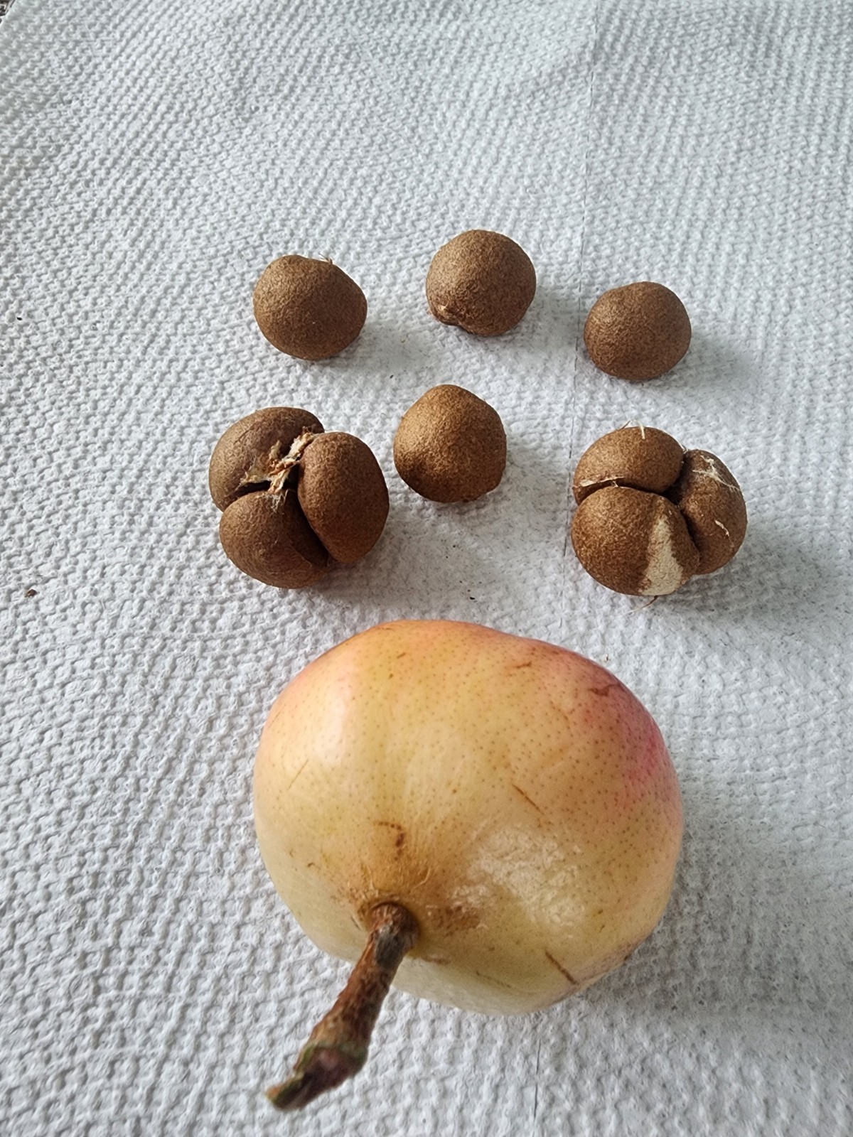 12 Rose apple seeds, Fruit Syzygium Jambos seeds, fresh seeds large fruit