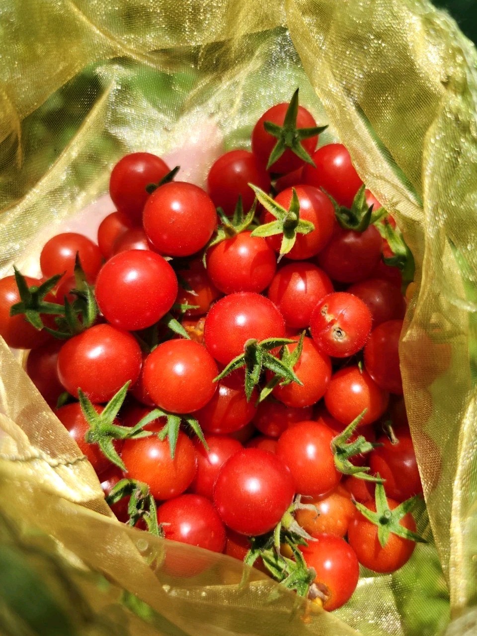 50+ Florida Everglades Tomato Seeds Non GMO – GROW ALL YEAR ROUND!