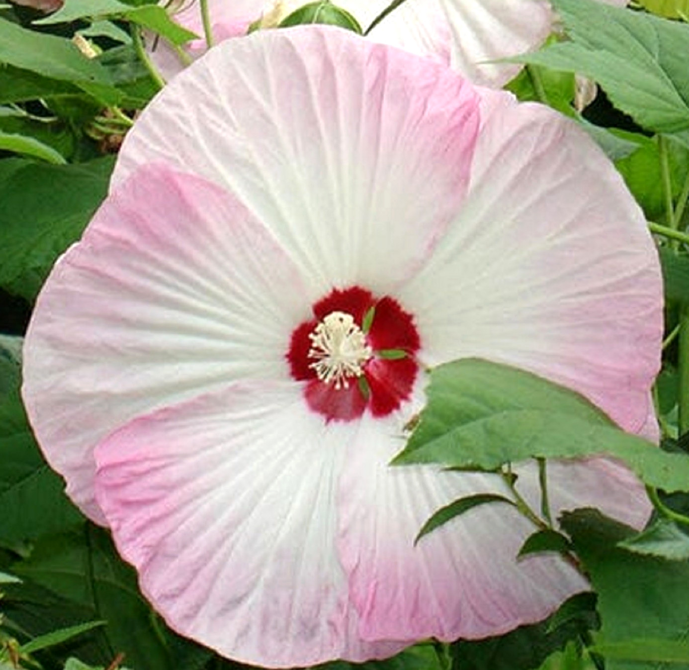 Swamp Rose Mallow Hibiscus Seeds 10 SEEDS BUY 4 ITEMS FREE SHIPPING