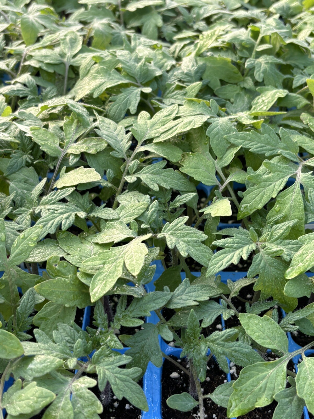 Lot of 2 BIG BEEF TOMATO LIVE PLANTS 6 to 10 inches 60+ Days Old