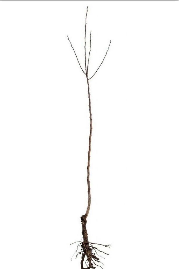 Early Summer Red apple tree grafted 5x5x12 inches pot size 1 year old