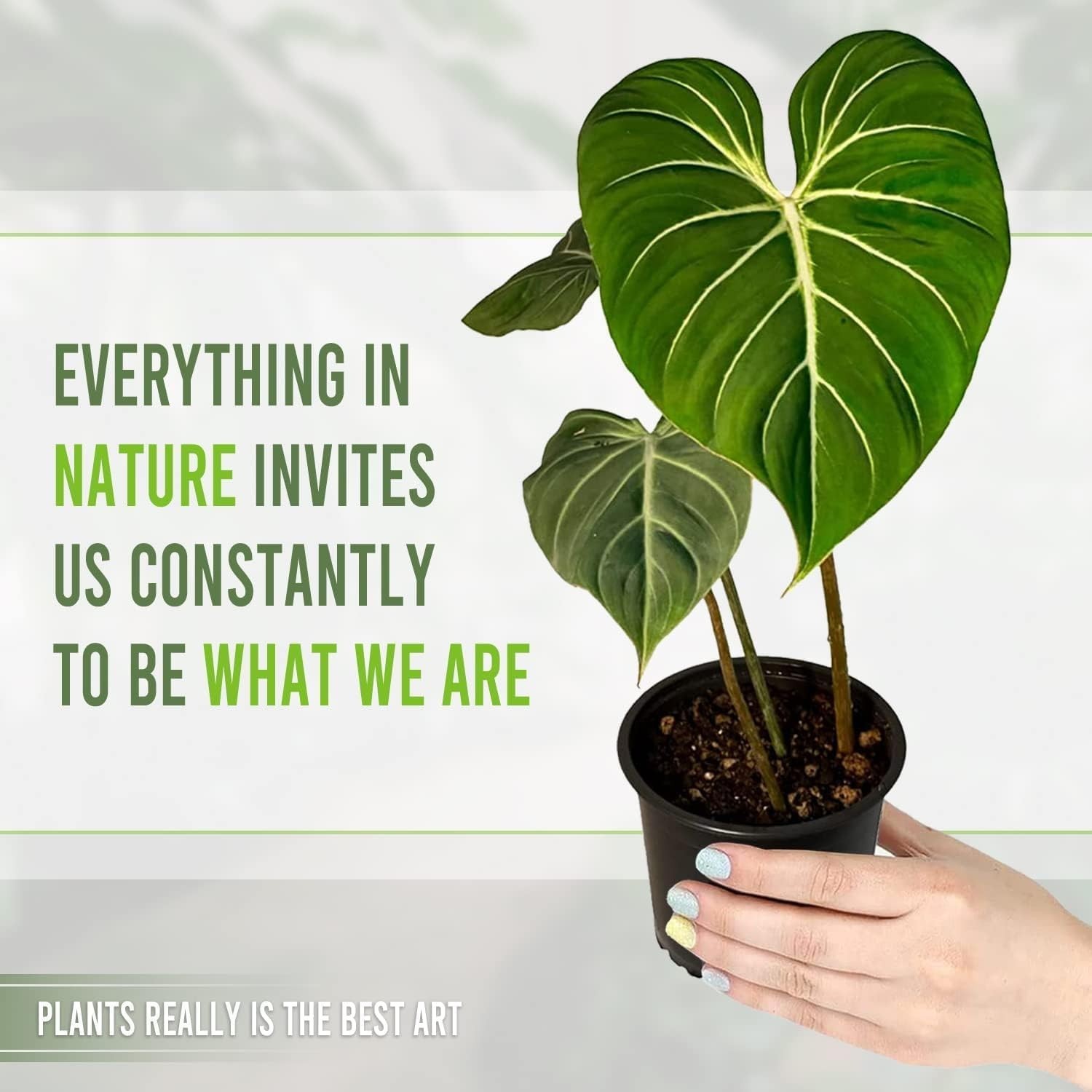 Alocasia, Monstera, Anthurium & Philodendron | Multi pack LEAL PLANT ECUADOR