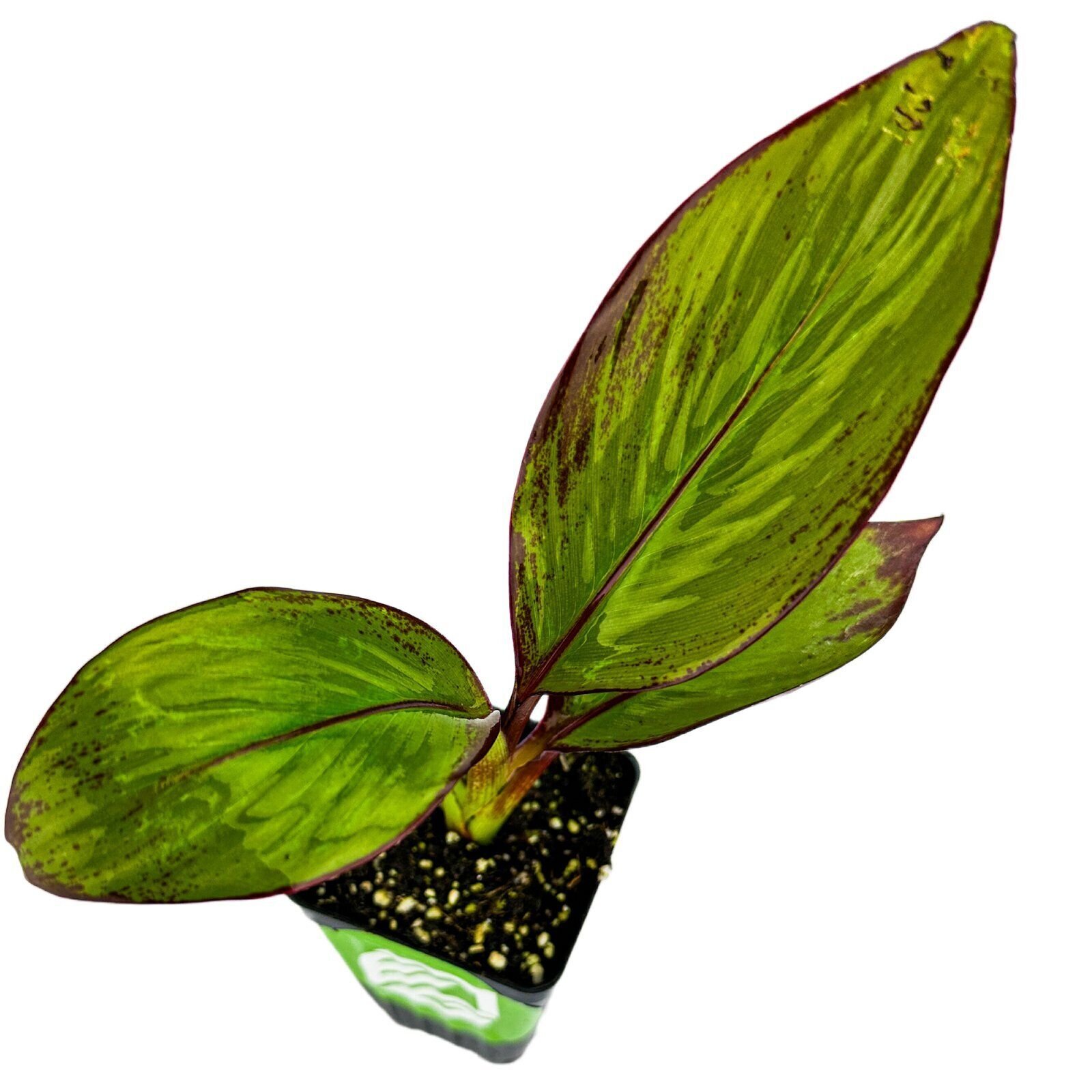 Red Abyssinian Banana – Ensete ventricosum Maurelii – Live Plant