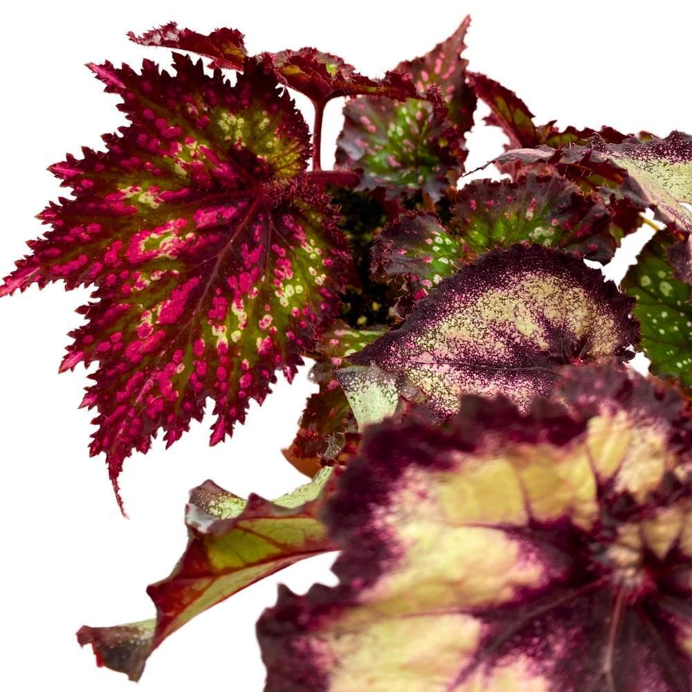 Harmony’s Purple and Green Begonia Assortment 4 inch Set of 3 Harmony Hybrids Sp